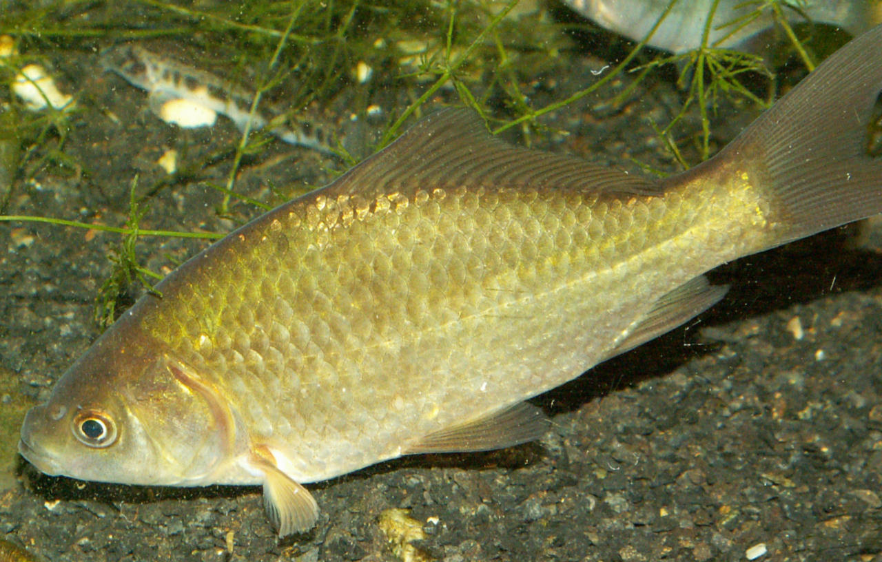 Carassius gibelio (Carpa di Prussia)